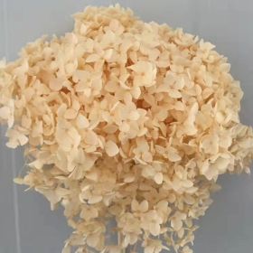DIY Living Room Table Decoration Decoration Decoration Yongsheng Flower (Option: Champagne-20 25cm)